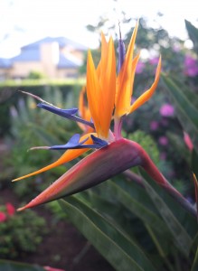 Bird of Paradise