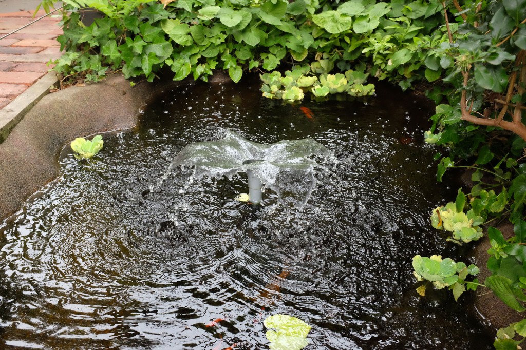 Hobson Cafe Pond