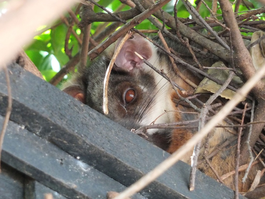 Ringtail Possum