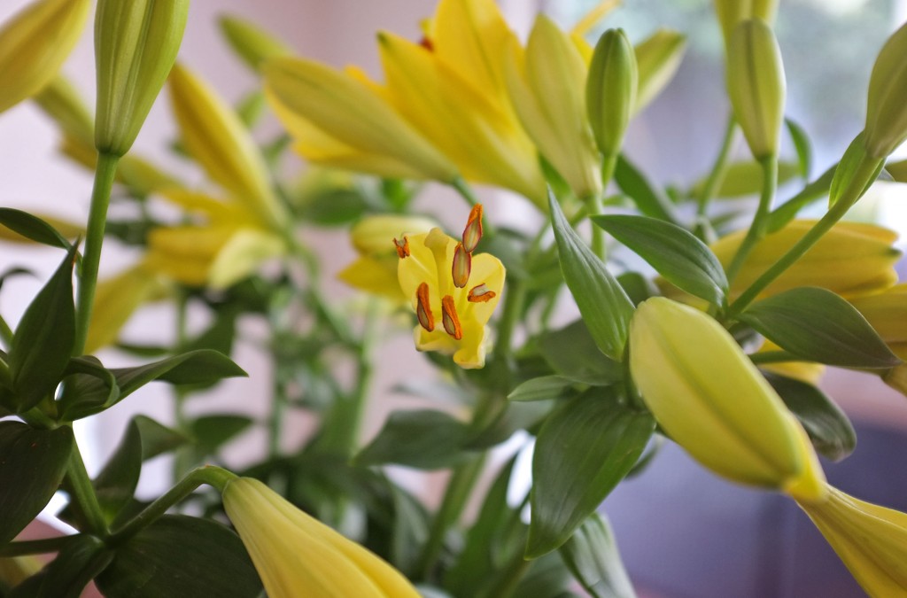 Valentine Flowers