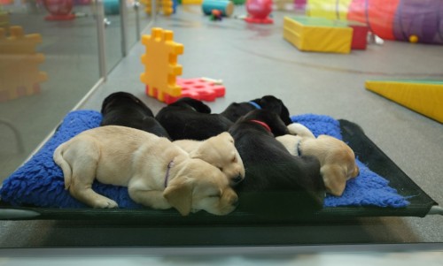 Guide Dog Pups