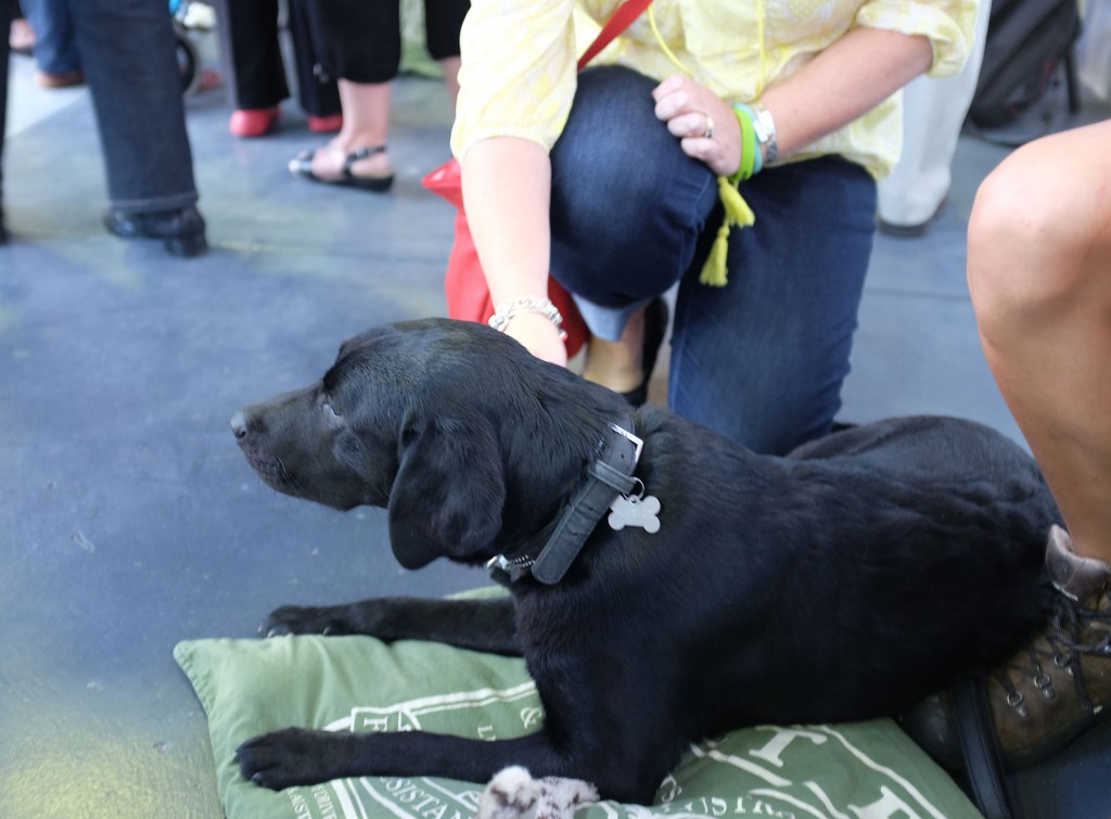 Zara - Guide Dog in Training