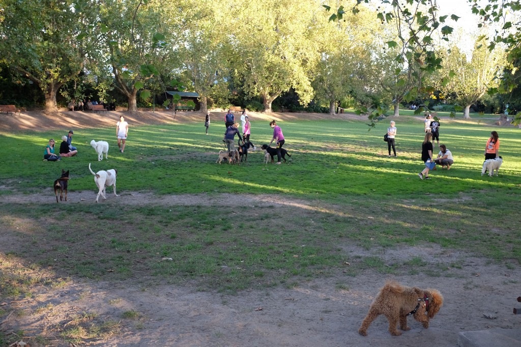 Dog Park