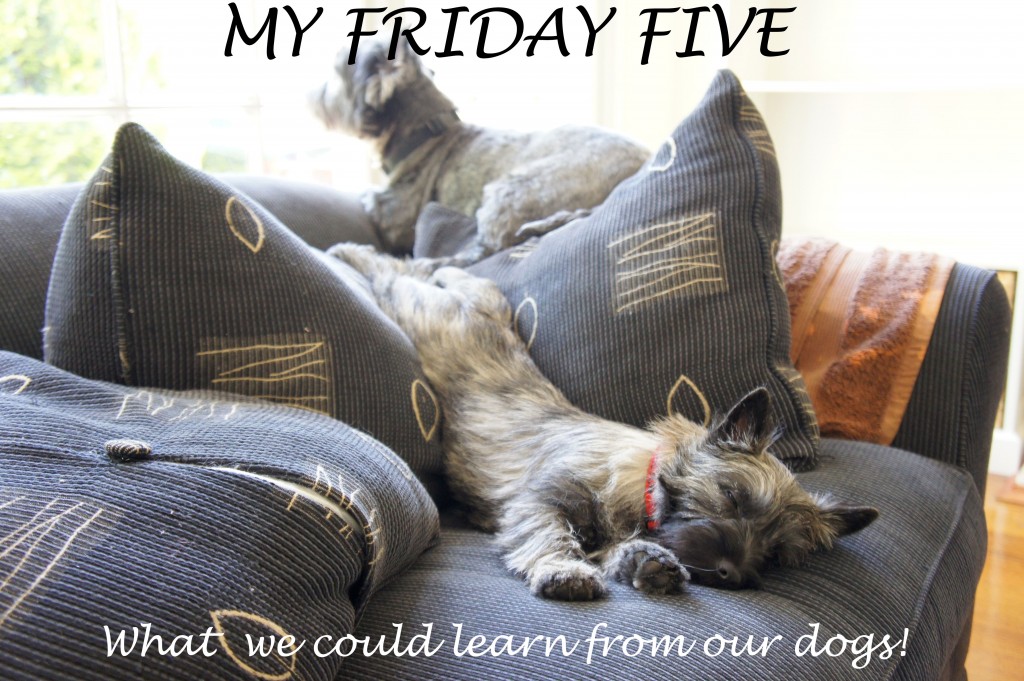 Friday-Five-Dogs