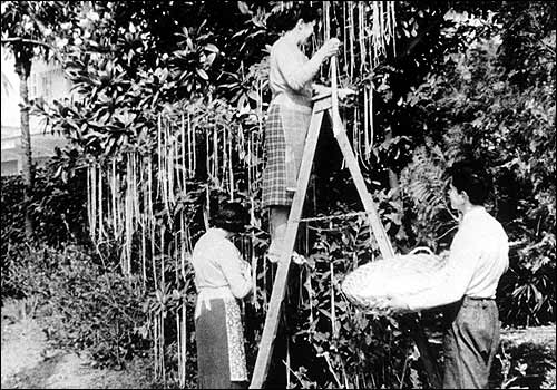 Spaghetti Harvest