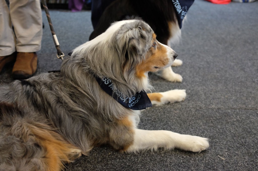 Australian Shepherd