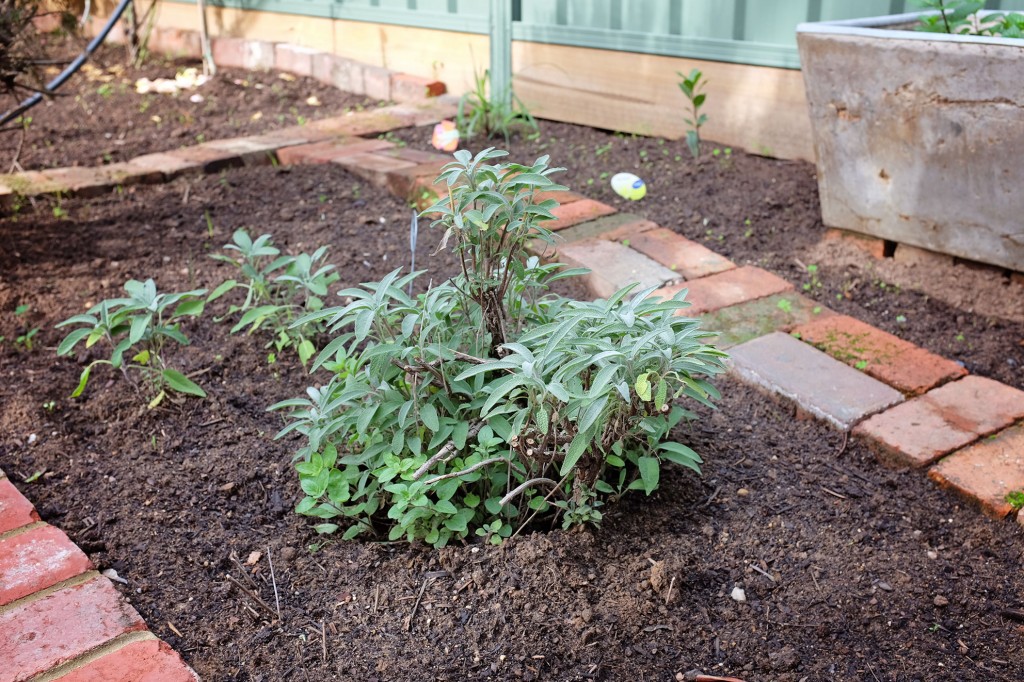 Herb garden