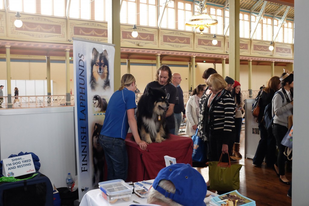 Finnish Lapphunds