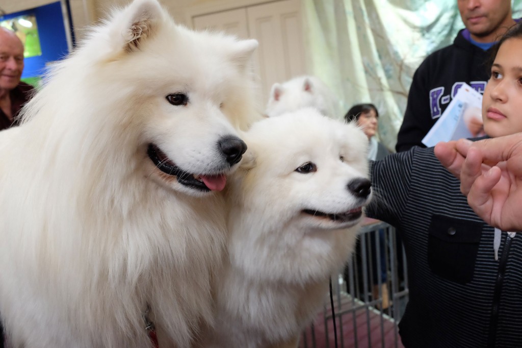 Samoyeds