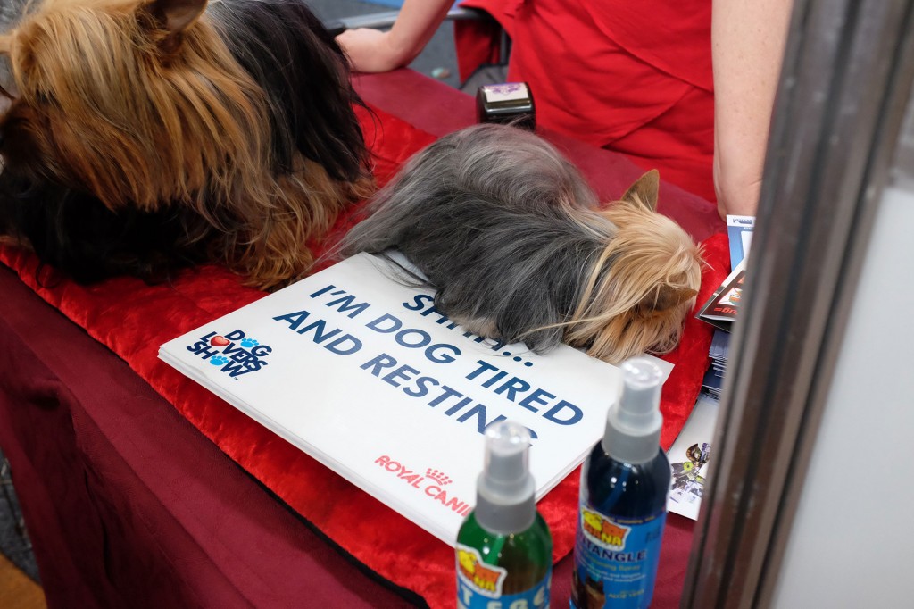 Silky terrier