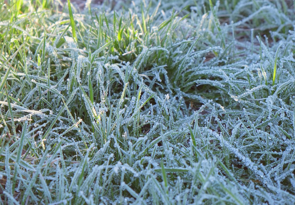 Frost