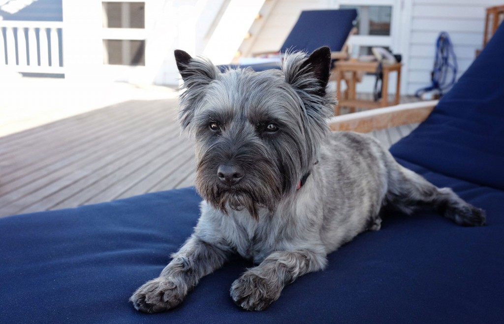 Cairn Terrier