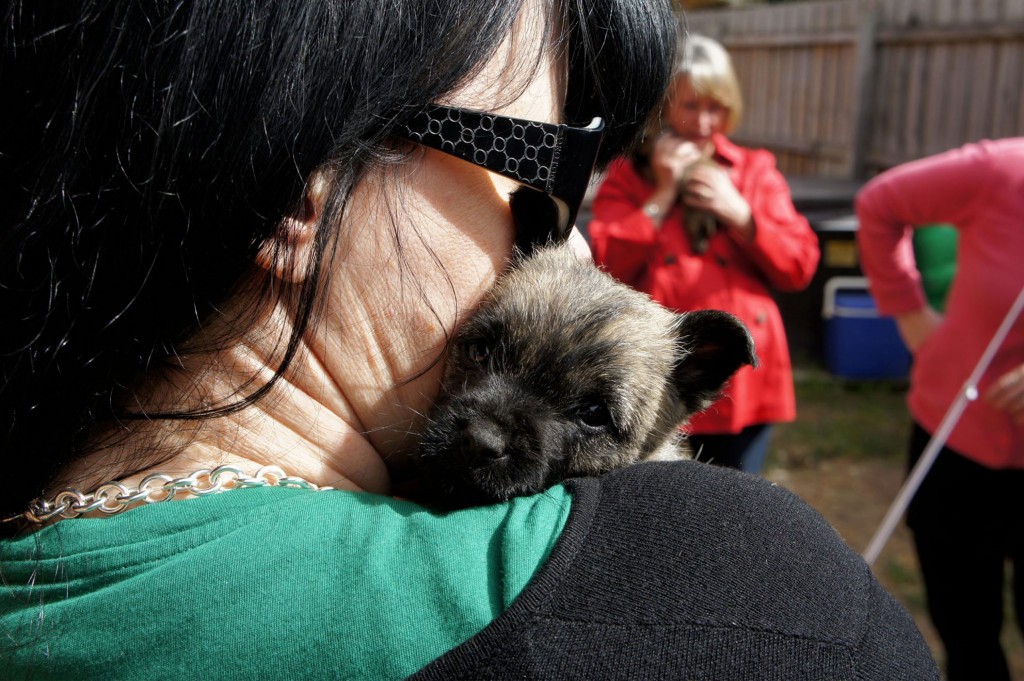 Cairn Terrier Pup