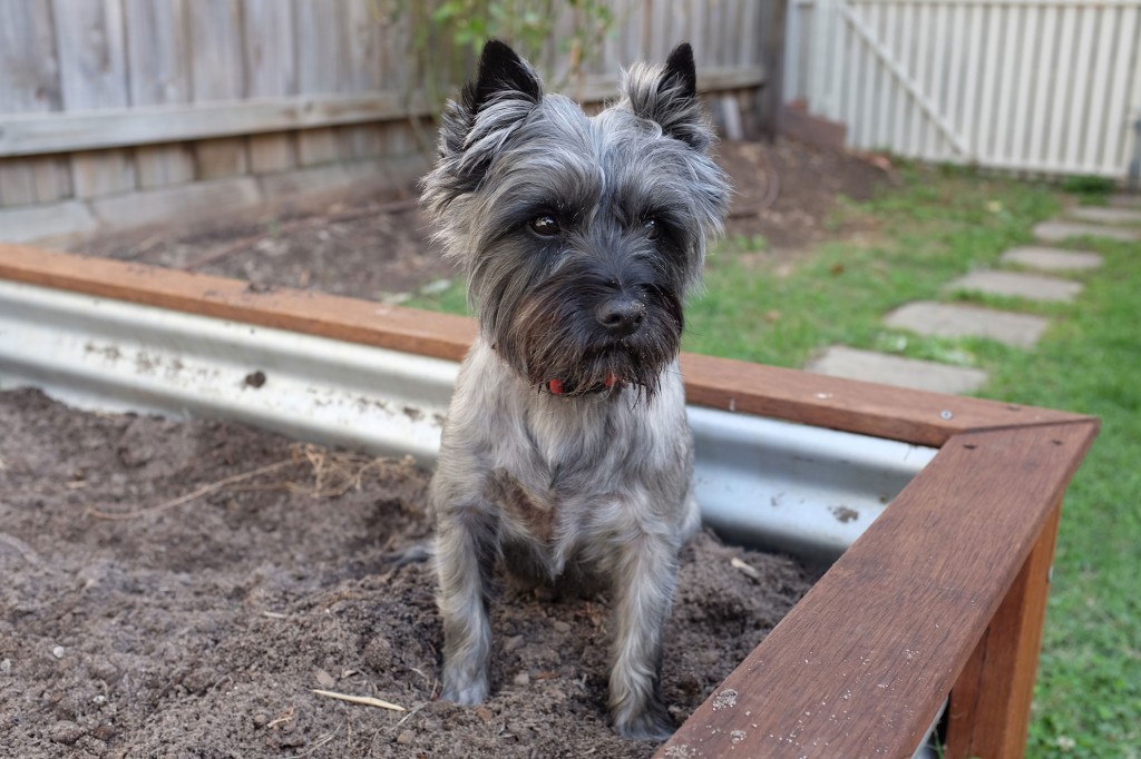 Cairn Terrier