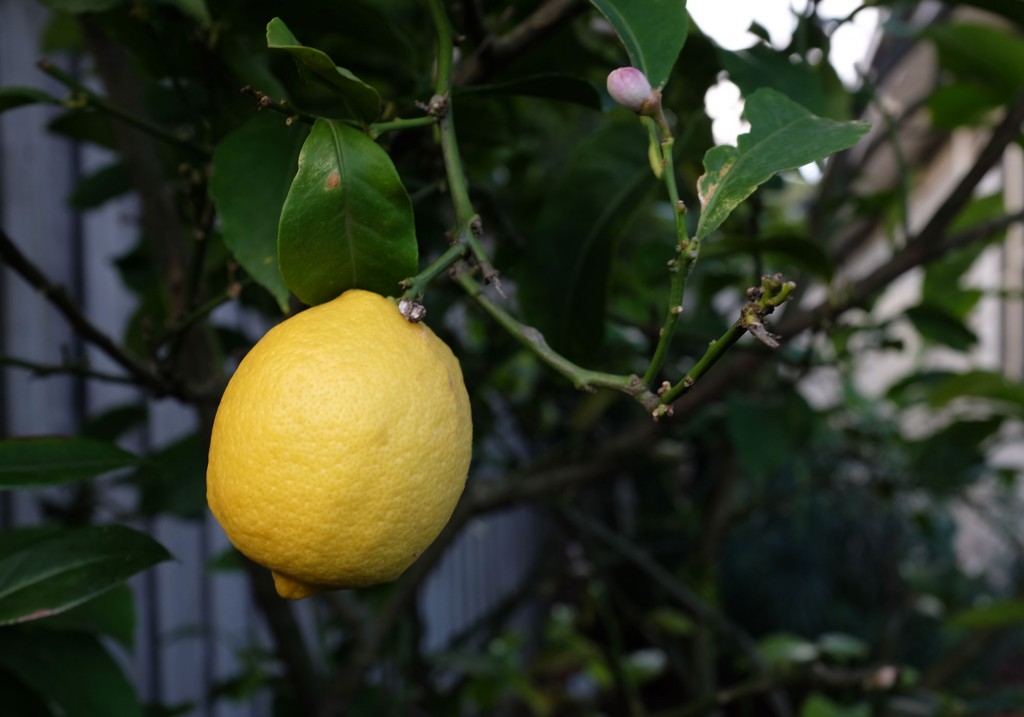 Lemon on tree