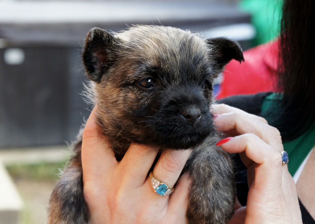 Cairn Terrier