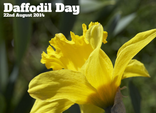 Daffodil Day