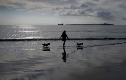 Beach-Pups