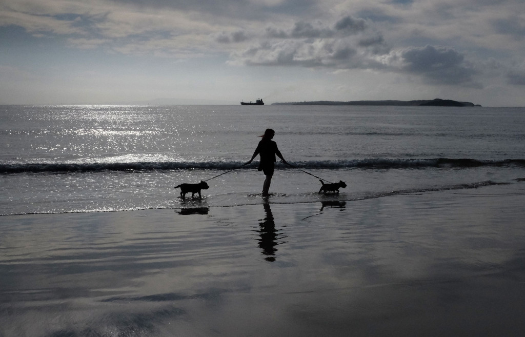 Beach-Pups