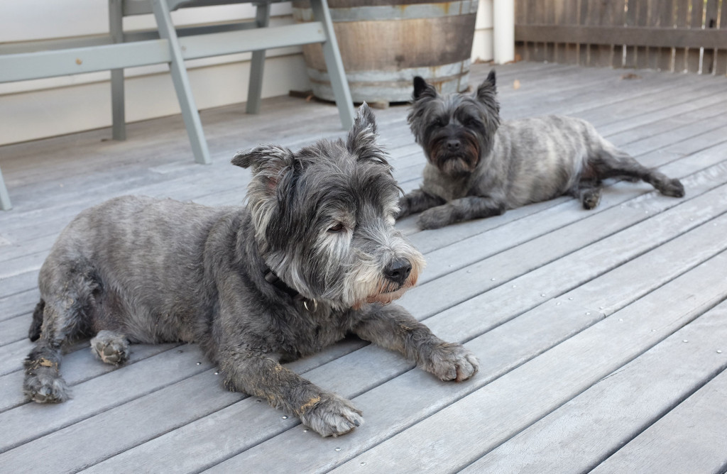 Cairn-terriers