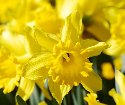 Daffodils