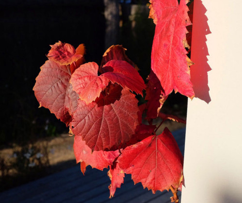 Autumn-Vine