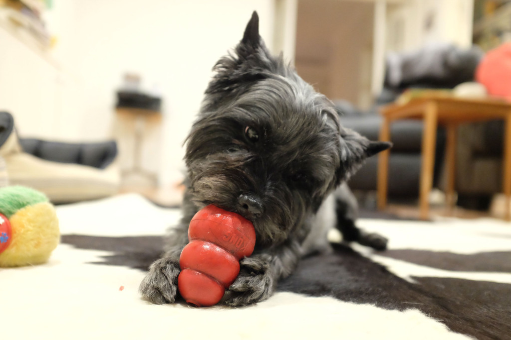 Cairn-Terrier-Kong-Toy