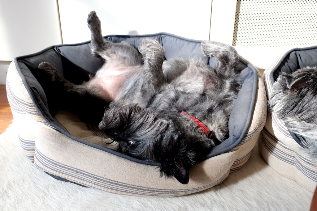 Cairn-Terrier-Sleeping-Upsidedown
