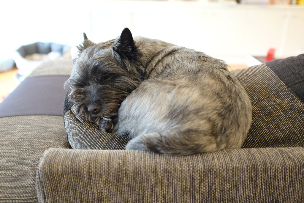 Cairn-Terrier-curled-up