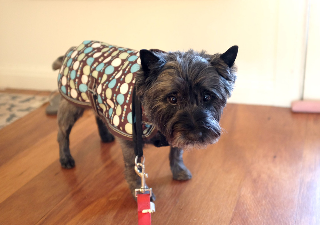 Cairn-Terrier-wearing-coat