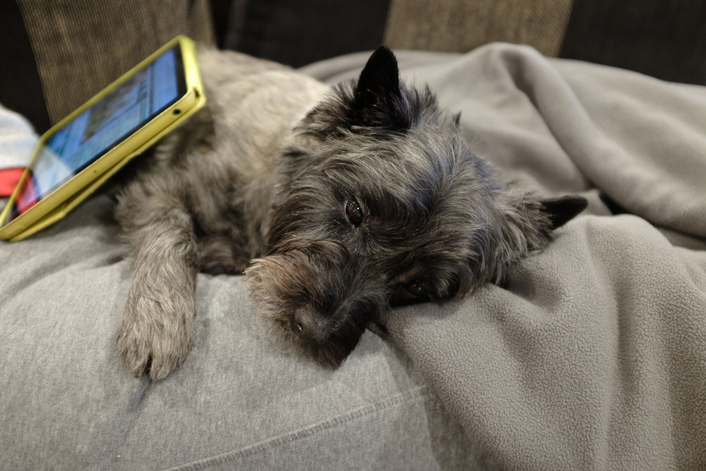 Cairn-terrier-ipad