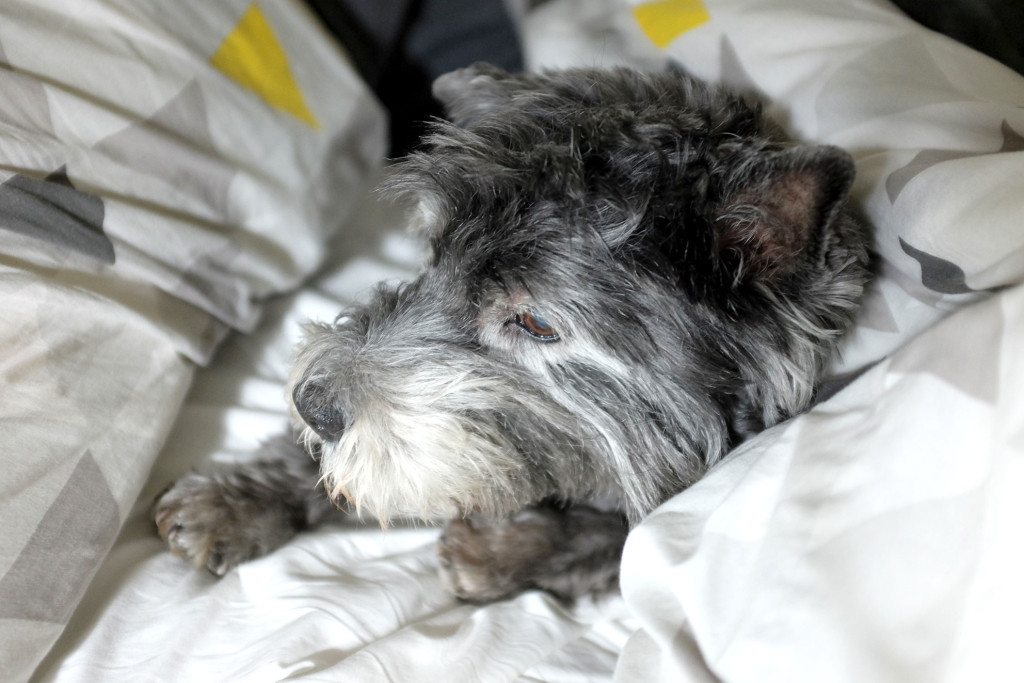 Pup-in-bed