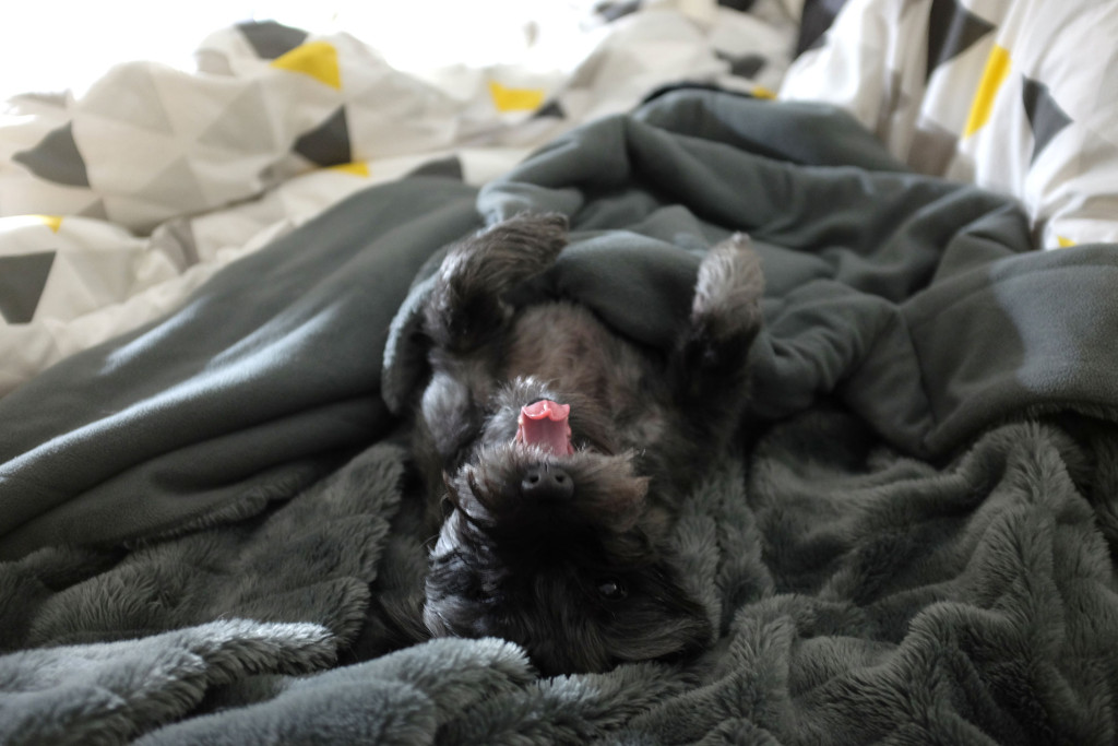 Yawning-Pup