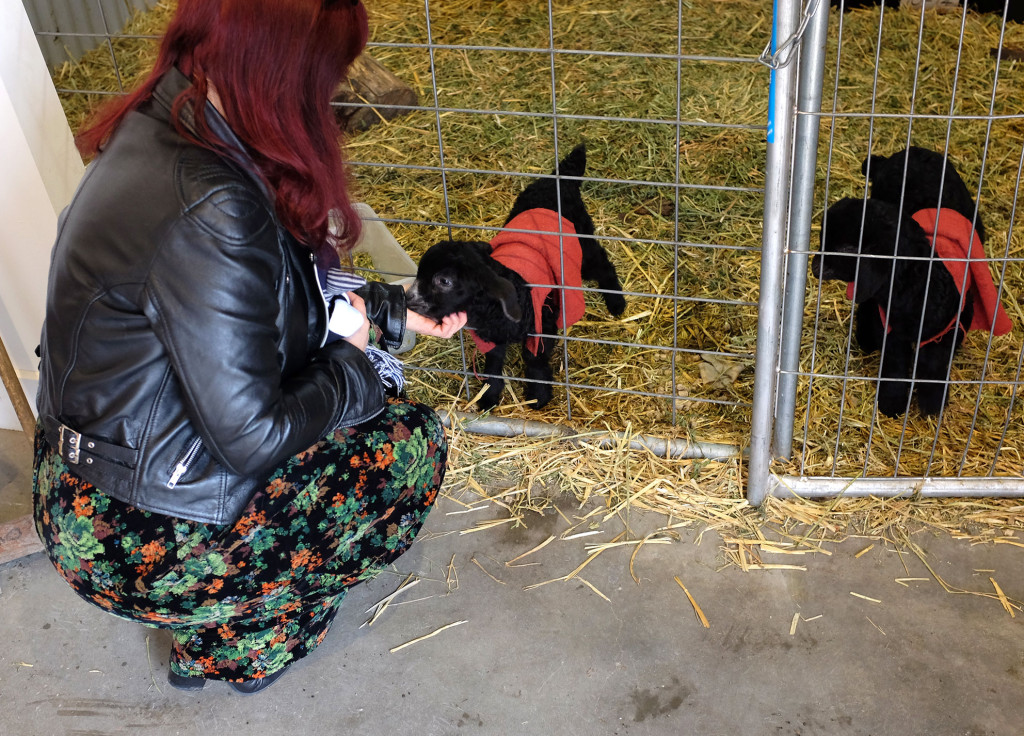 Meeting-baby-goats
