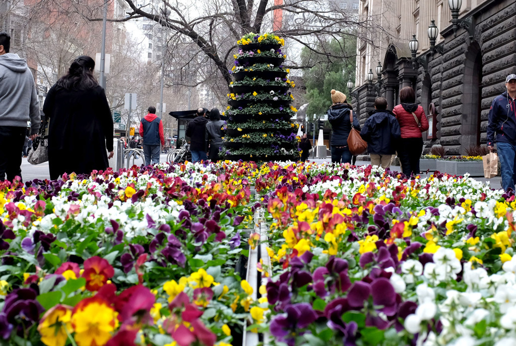 Melbourne-flowers