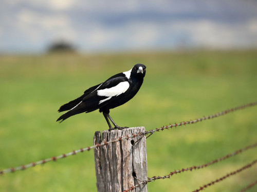 Australian-Magpie