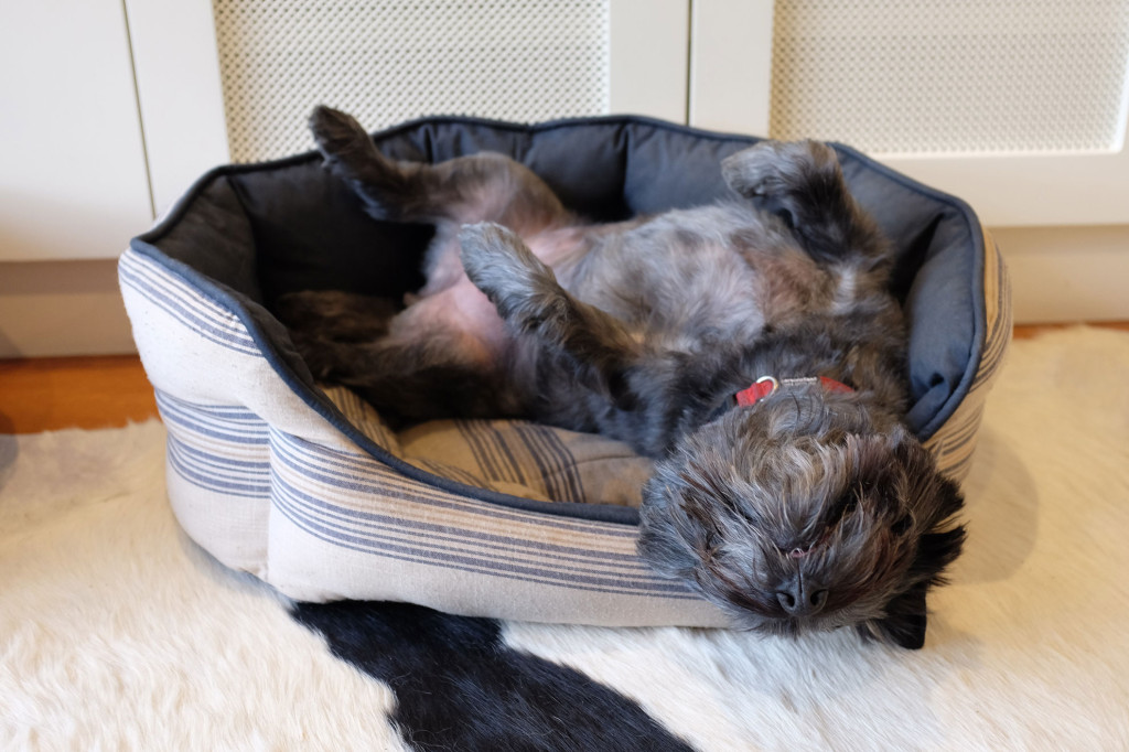 Cairn-terrier-asleep