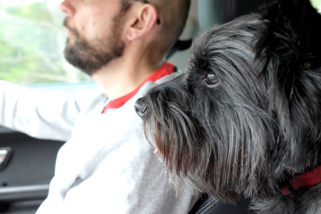 Cairn-terrier-navigator