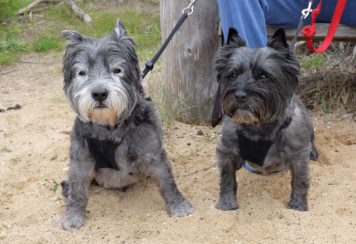 Cairn-terriers