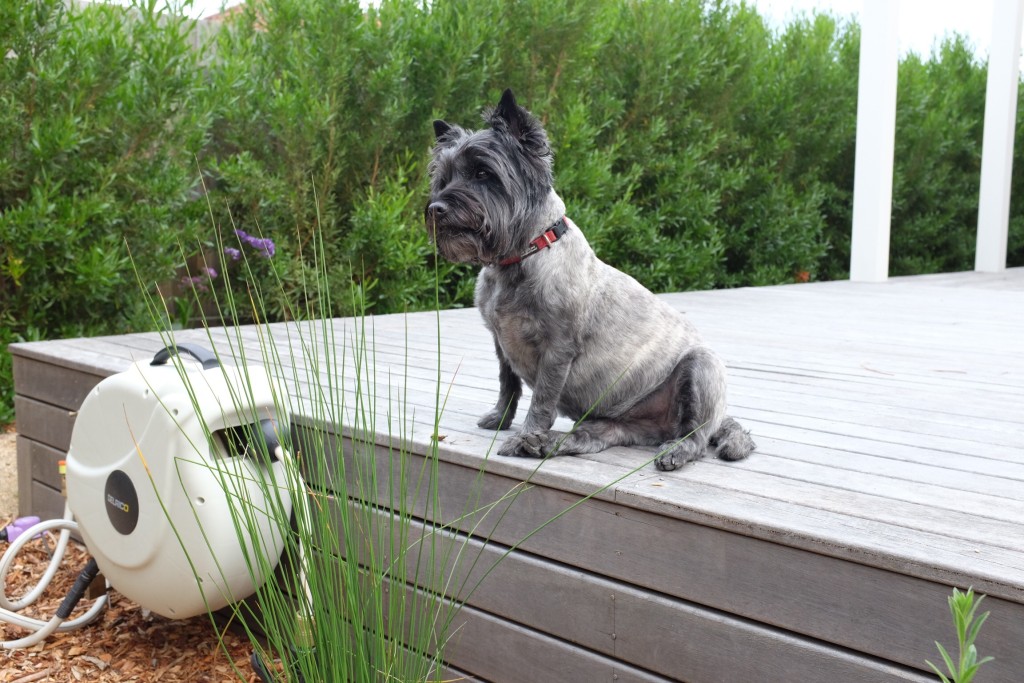 Cairn Terrier