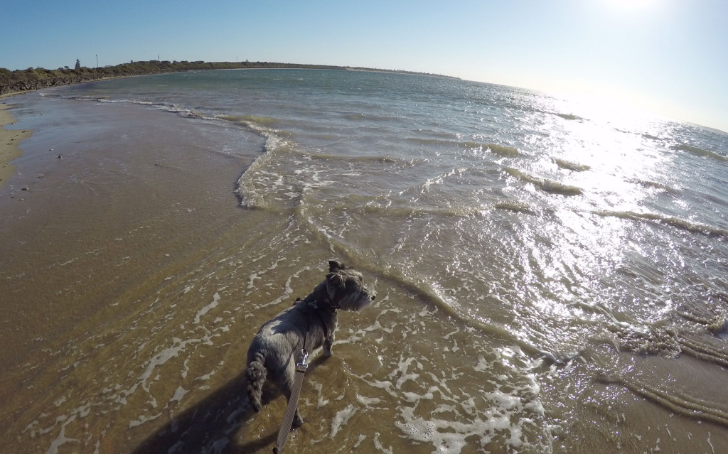 Christmas-swim