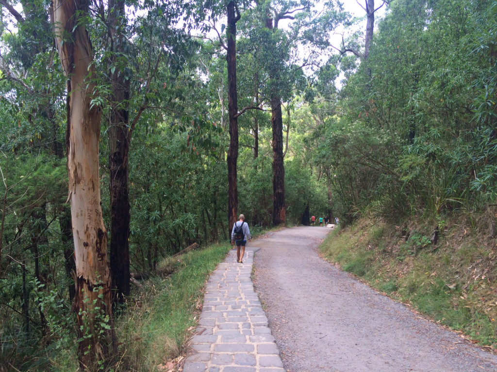 Lyrebird-Track-Mt-Dandenong