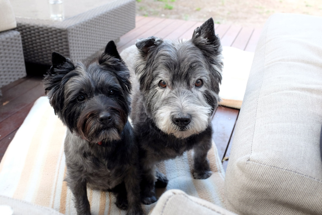 Best-Mates-Cairns