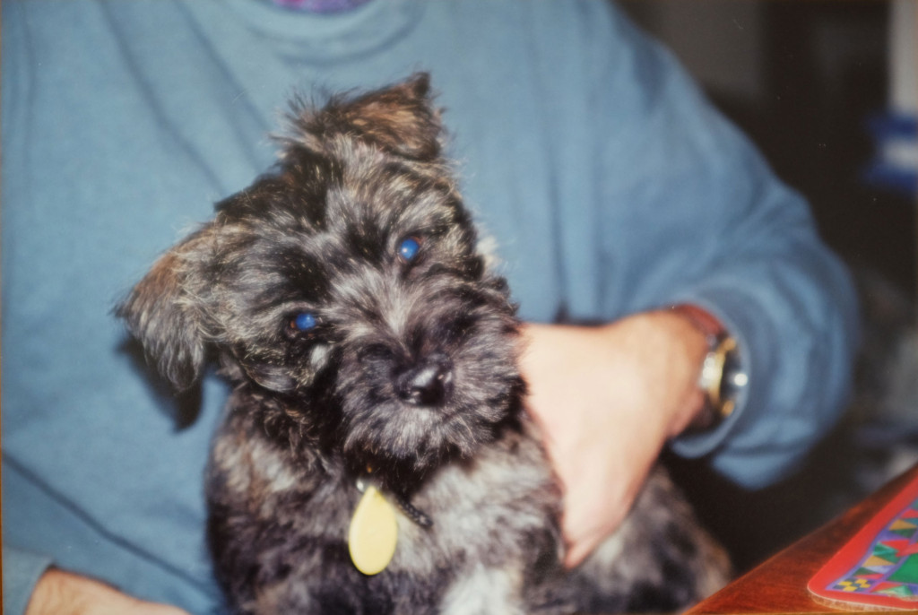 Bill-cairn-terrier-pup-2