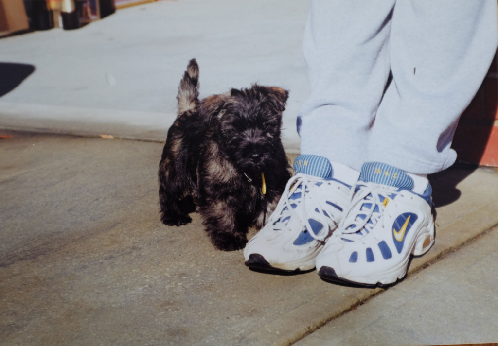 Bill-cairn-terrier-puppy