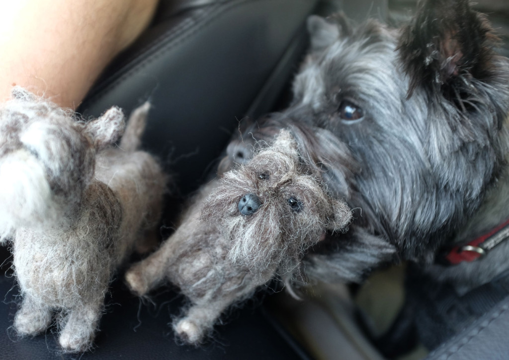 Cairn-Terrier-Feltie-1