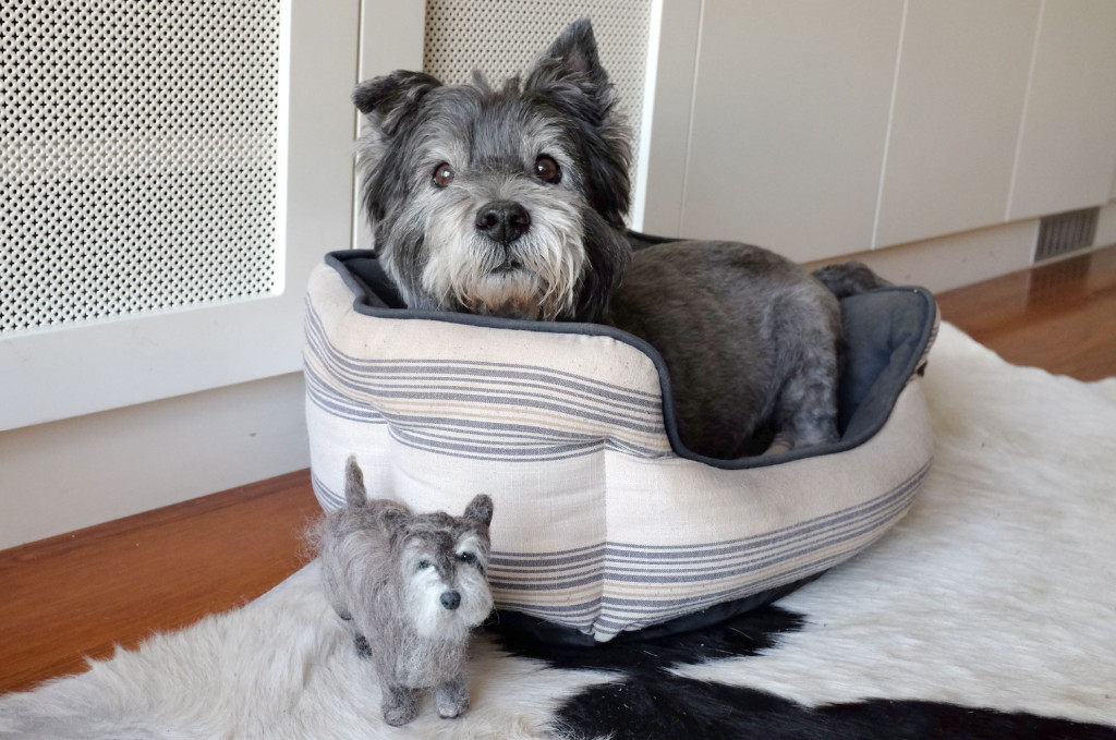 Cairn-Terrier-Feltie-6