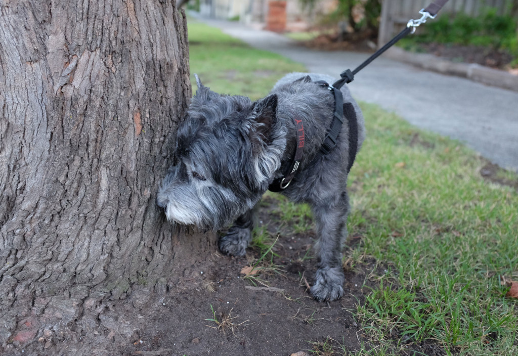 Sniffing-a-tree