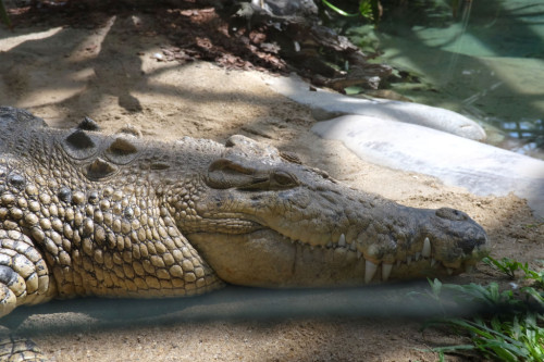 Cairns-Zoom-Goliath