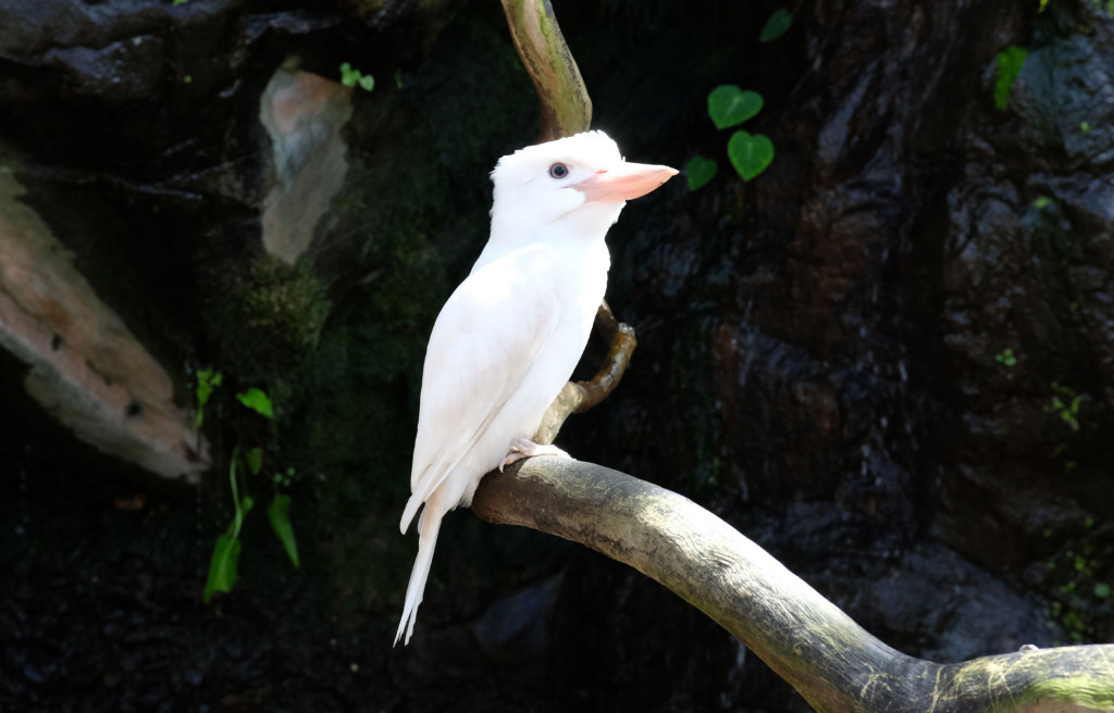 Cairns-Zoom-Snowy